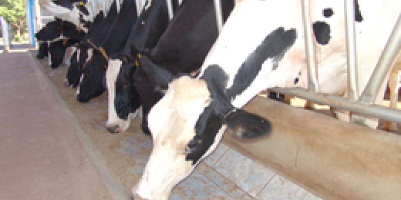 &Aacute;rea pecu&aacute;ria apresentar&aacute; muitas tecnologias no Dia de Campo Copagril                              