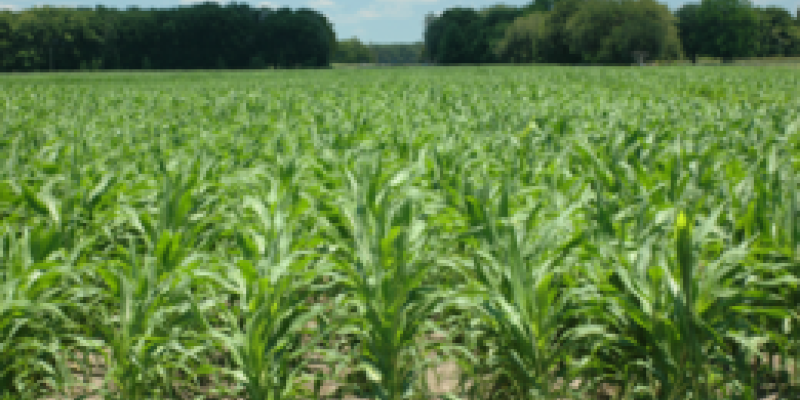 Assist&ecirc;ncia t&eacute;cnica orienta produtores sobre cuidados com a cultura do milho safrinha               