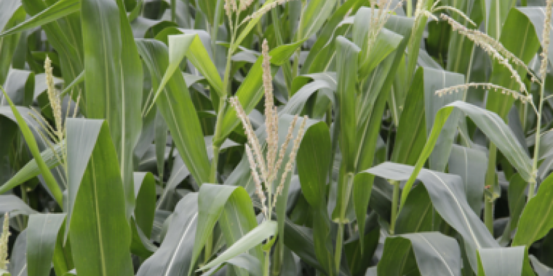 &Aacute;rea t&eacute;cnica faz diagn&oacute;stico do milho safrinha na regi&atilde;o                            