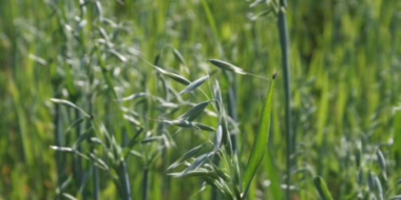 Copagril orienta produtores a n&atilde;o deixarem &aacute;reas agr&iacute;colas em pousio                            