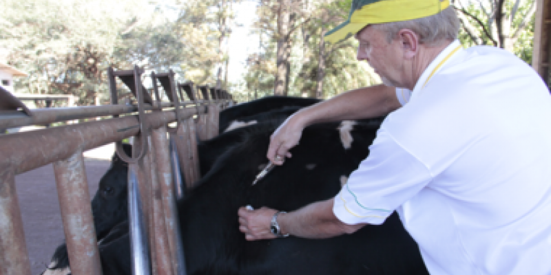 Campanha estadual de vacina&ccedil;&atilde;o contra aftosa ser&aacute; lan&ccedil;ada amanh&atilde;, em Rondon                         