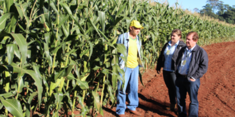 Chuva contribui para um bom desenvolvimento do milho safrinha na regi&atilde;o de a&ccedil;&atilde;o da Copagril         