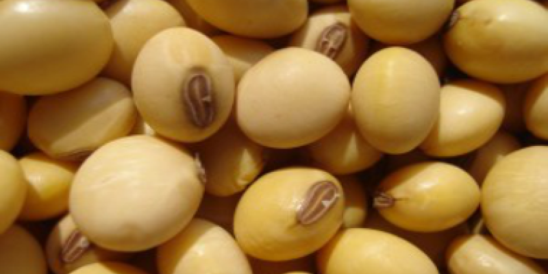 Promo&ccedil;&atilde;o especial na venda de insumos para a safra ver&atilde;o                              