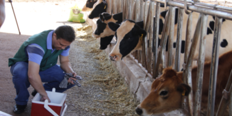 Prazo para vacinar contra a aftosa e fazer a comprova&ccedil;&atilde;o est&aacute; terminando                            