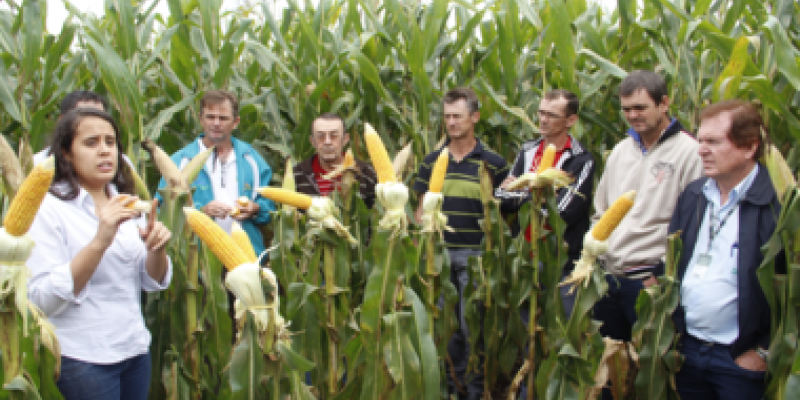 Dia de Campo de milho safrinha &eacute; realizado em Esquina Bandeirantes                               