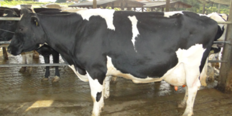 &Aacute;rea t&eacute;cnica orienta produtores sobre a preven&ccedil;&atilde;o de mastite                              