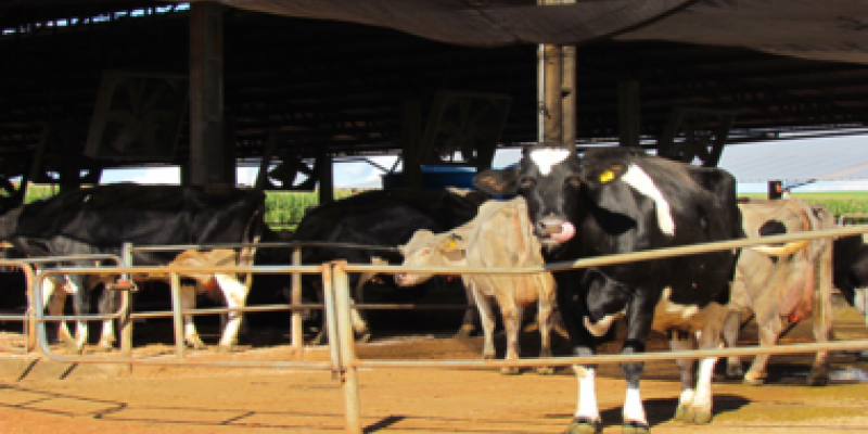 Semin&aacute;rio Qualidade do Leite e Normativa 62