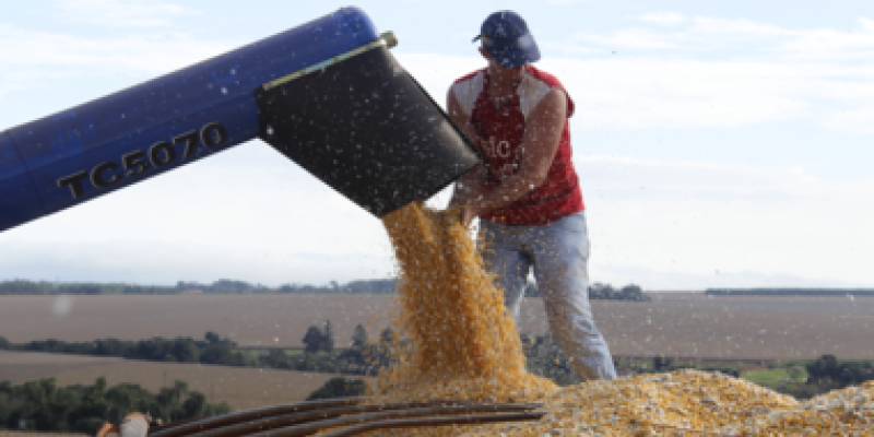 Milho safrinha: produtividade recorde