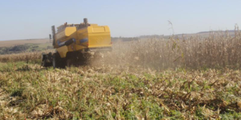 Depois da colheita, &eacute; hora de fazer o manejo contra as ervas daninhas