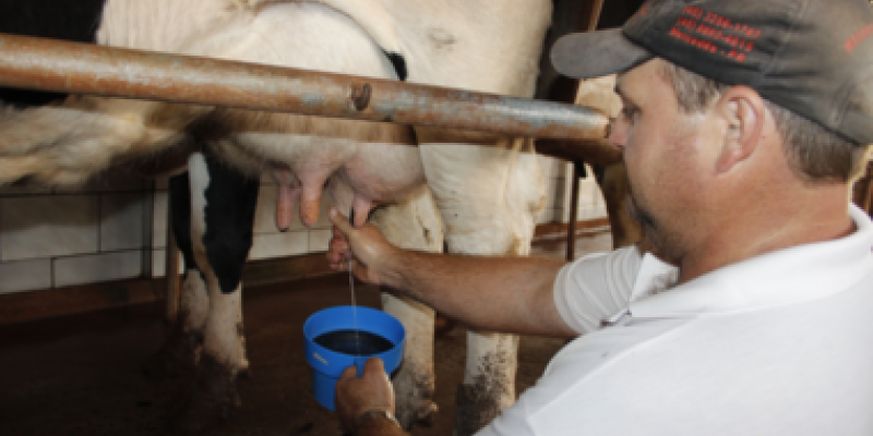 Higiene: o segredo do leite de qualidade