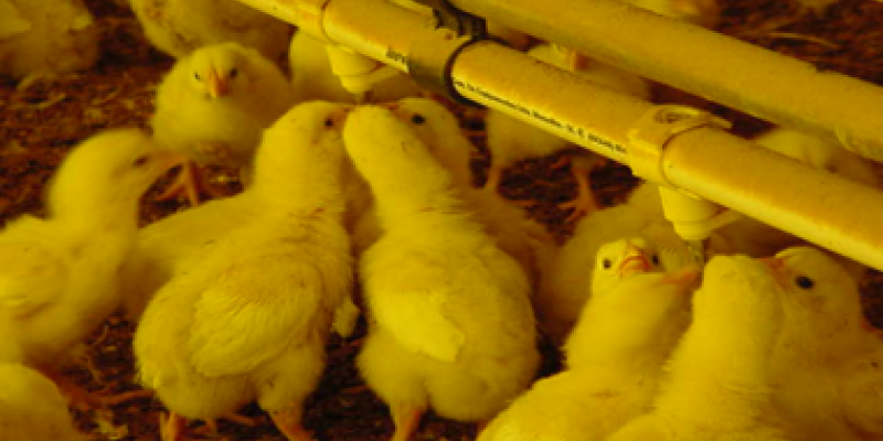 Temperaturas elevadas exigem cuidados para manter os animais hidratados