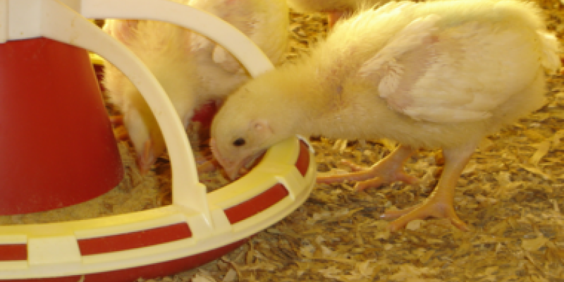 Paran&aacute; lidera faturamento nas exporta&ccedil;&otilde;es de frango