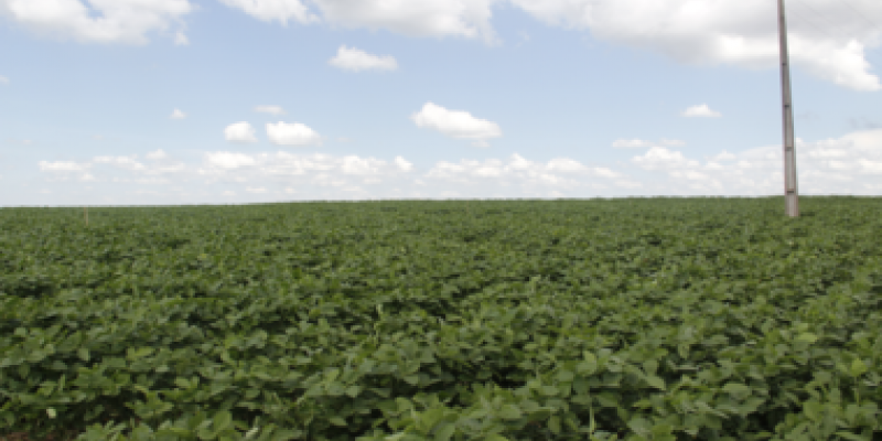 Controle de doen&ccedil;as na cultura da soja