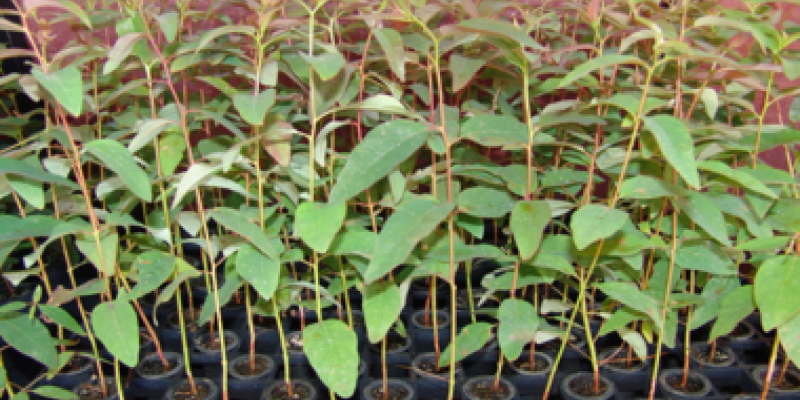 Aten&ccedil;&atilde;o para o pagamento da taxa Serflor