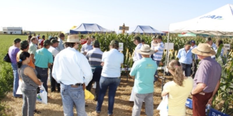 Dia de Campo Milho Safrinha da Copagril atrai mais de 500 pessoas