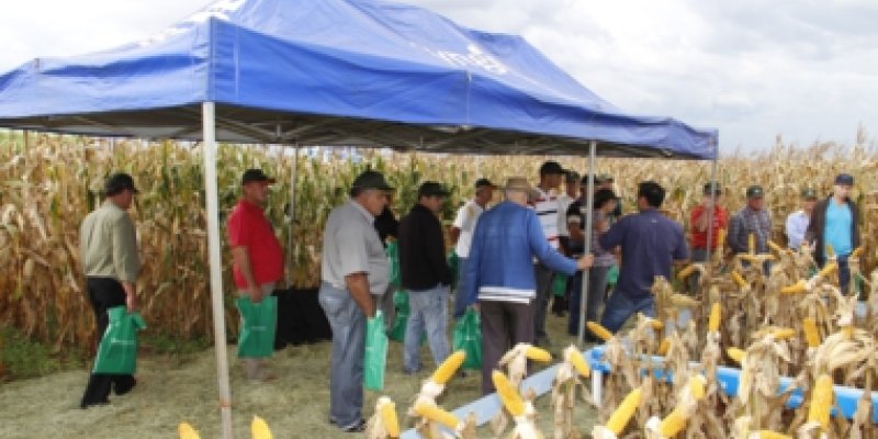 Dia de Campo Copagril de Milho Safrinha &eacute; realizado em Bela Vista