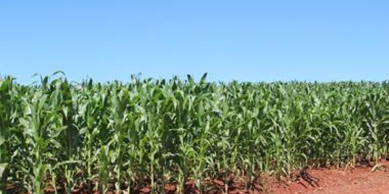 Financiamento Agr&iacute;cola para Cultura de Milho Safrinha