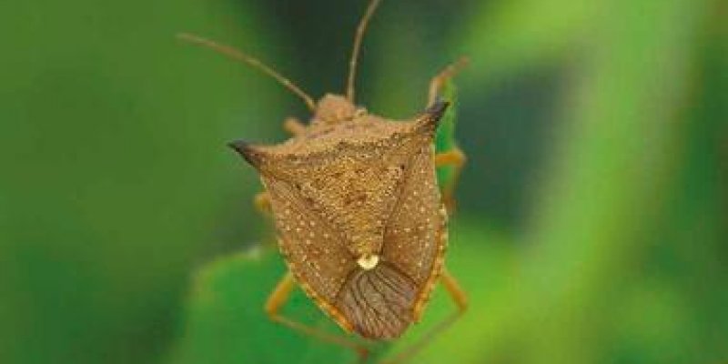 Manejo inicial de pragas no milho safrinha