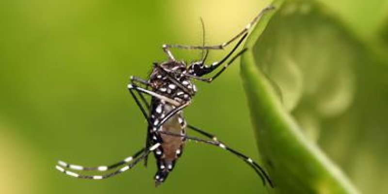 Dengue: preven&ccedil;&atilde;o &eacute; a melhor medida contra a doen&ccedil;a