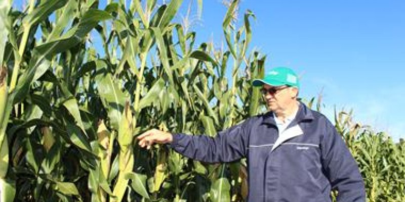Mais de 50 h&iacute;bridos de milho ser&atilde;o apresentados no Dia de Campo Milho Safrinha