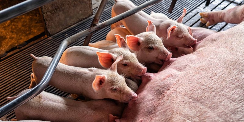 Copagril orienta para preven&ccedil;&atilde;o de anemia ferropriva e coccidiose em su&iacute;nos