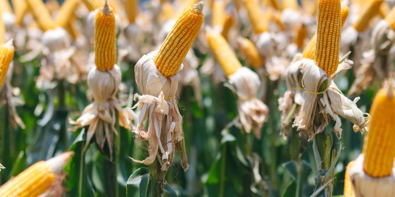 Dia de Campo da Copagril trar&aacute; inova&ccedil;&otilde;es para a safrinha 2025